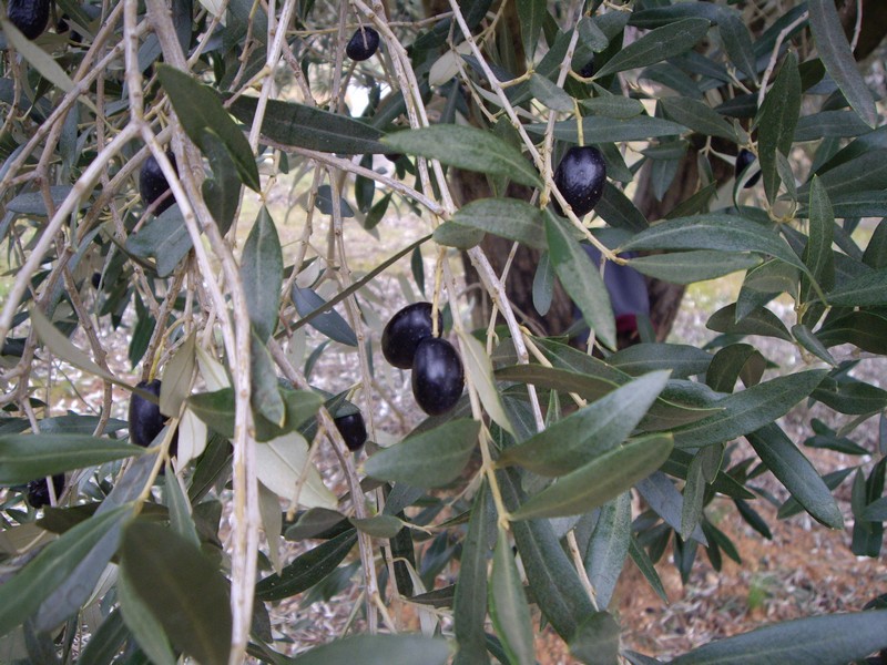 Variedad de olivo GROSAL DE ALBOCÁCER